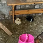La Ferme Du Bon Vieux Temps