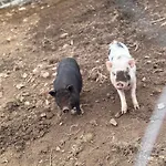 La Ferme Du Bon Vieux Temps * Marbaix