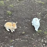 La Ferme Du Bon Vieux Temps 別荘