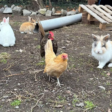 Tatil Evi La Ferme Du Bon Vieux Temps *
